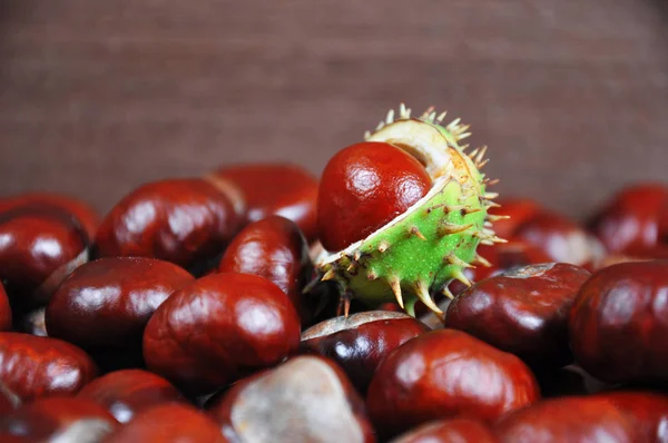 Cacho de castanhas — Fotografia de Stock