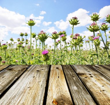 Silybum marianum (Milk Thistle) alan ve ahşap plakalar