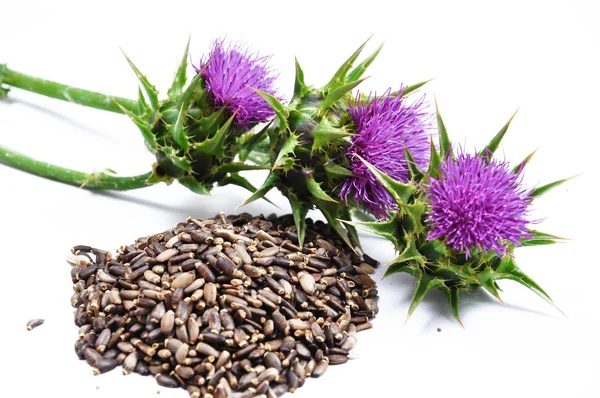 Silybum marianum (Milk Thistle) izole