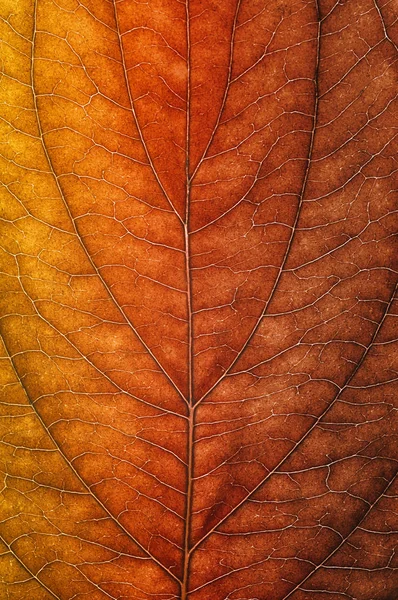 Autumn Leaf closeup — Stock Photo, Image