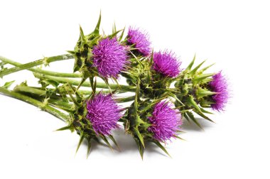 Silybum marianum (Milk Thistle) izole