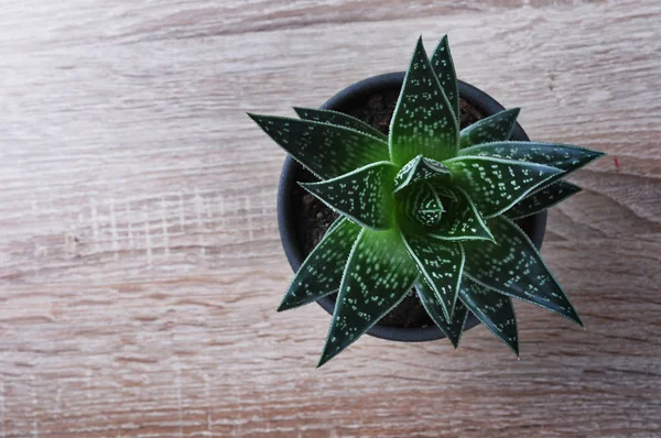 Aloe Vera saksıda bir bitki