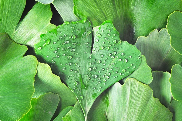 Dewy Ginkgo Biloba leaf part of other ginkgo leaves — Stock Photo, Image