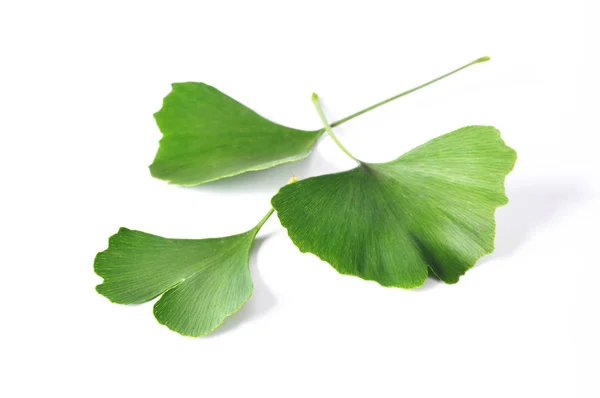 Ginkgo Biloba leaves — Stock Photo, Image