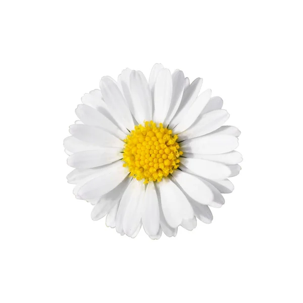 Daisy flower isolated — Stock Photo, Image