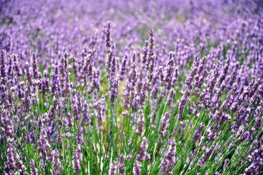 güzel lavanta alan