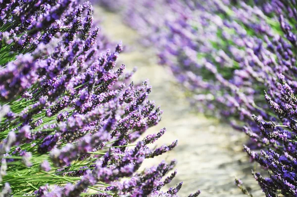 Schönes Lavendelfeld — Stockfoto