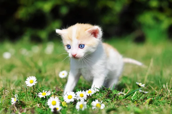 ลูกแมวในหญ้า — ภาพถ่ายสต็อก