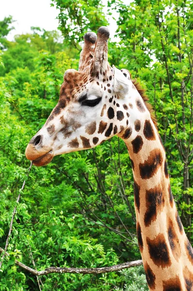 Portrait of a giraffe — Stock Photo, Image