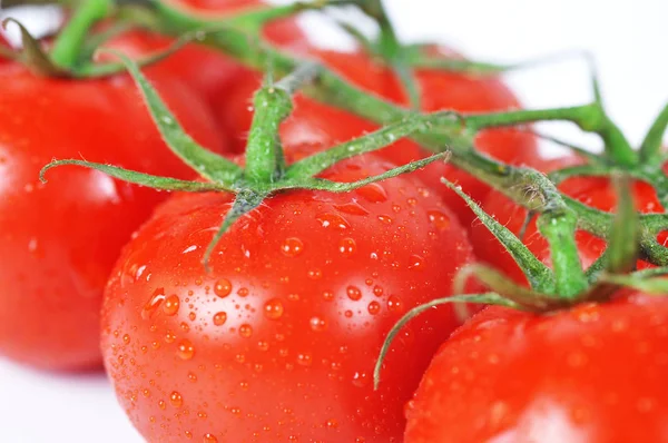 露と新鮮なトマトの束 — ストック写真