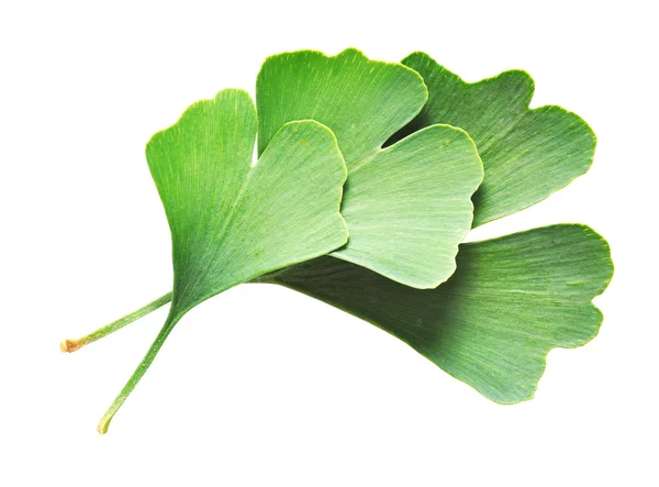 Ginkgo Biloba leaves — Stock Photo, Image