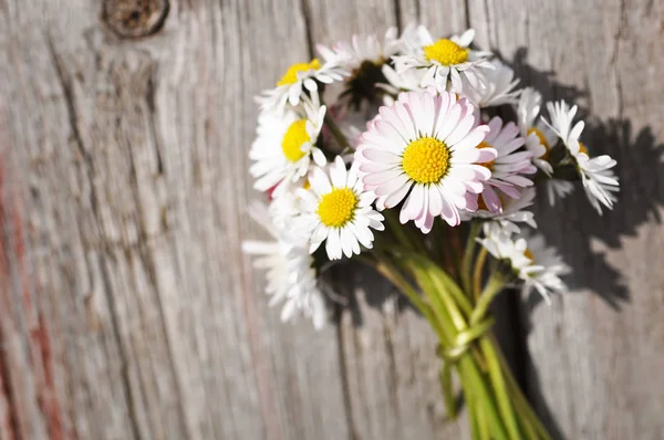 Bouquet of daisy flowers