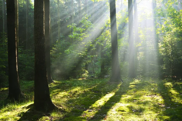 Sunbeam orman