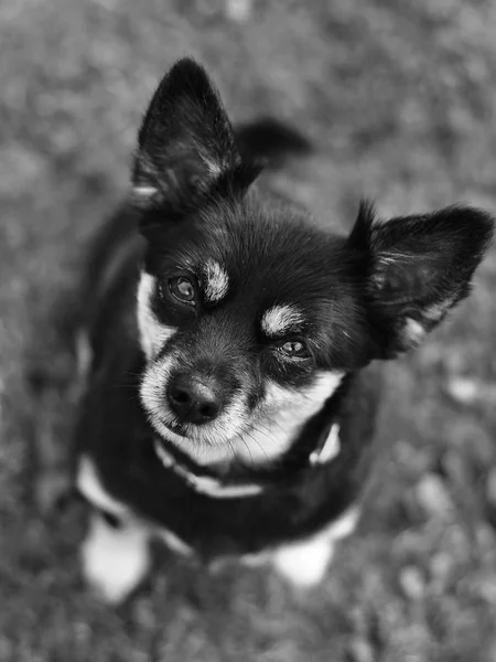 Short haired Chihuahua — Stock Photo, Image