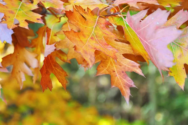 Hojas de roble de otoño — Foto de Stock