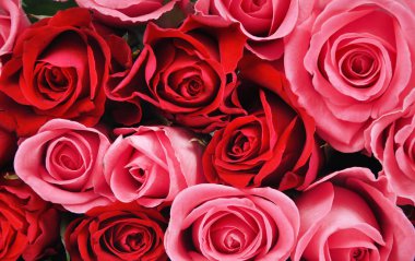 Kırmızı ve pembe güller