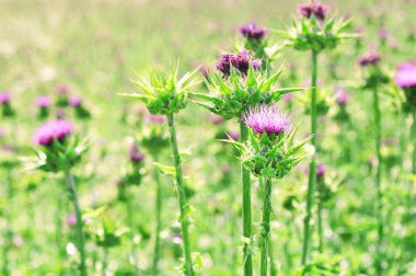 Milk Thistle (Silybum Marianum)