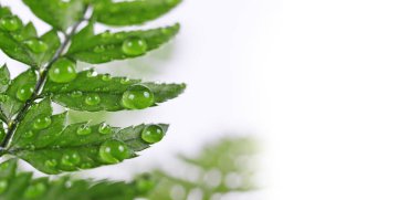 Güzel nemli eğreltiotu