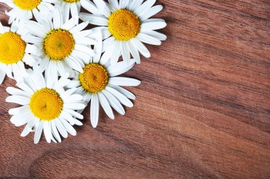 Marguerite çiçek ahşap arka plan ile