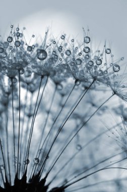 Nemli karahindiba makro