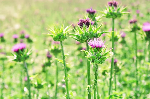 Cardo de leite (Silybum marianum ) — Fotografia de Stock