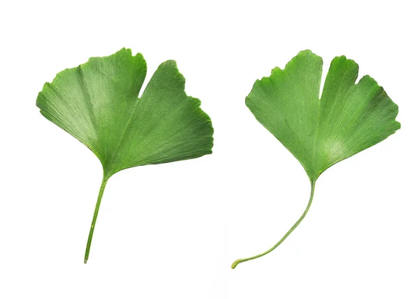 Ginkgo biloba hojas —  Fotos de Stock