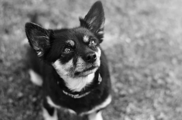 Chihuahua Cabelo Curto — Fotografia de Stock