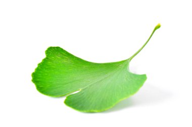 Ginkgo biloba yaprağı
