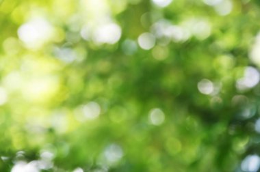 doğal yeşil bokeh