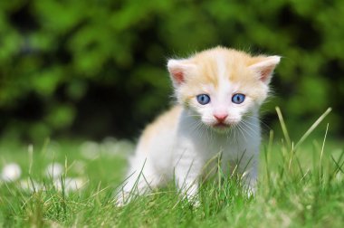 Çim de kedi