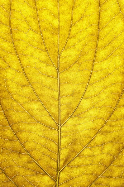 Folha de outono amarelo — Fotografia de Stock