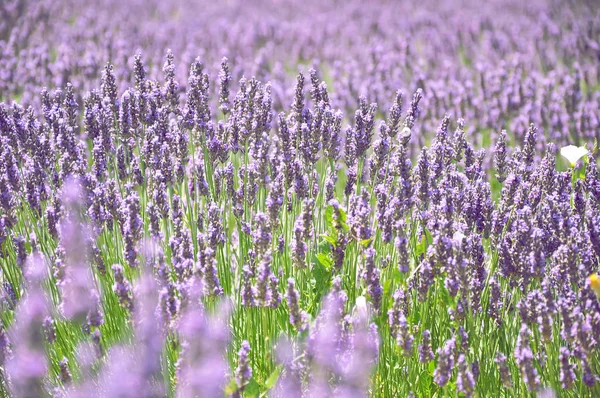 Lavendelfeld aus nächster Nähe — Stockfoto