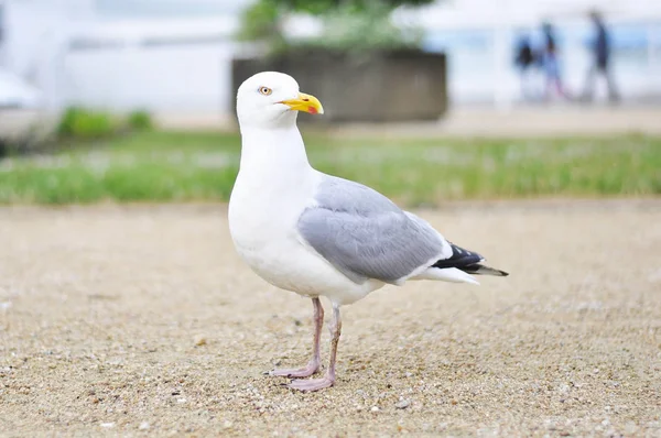 Martı ayakta dışında