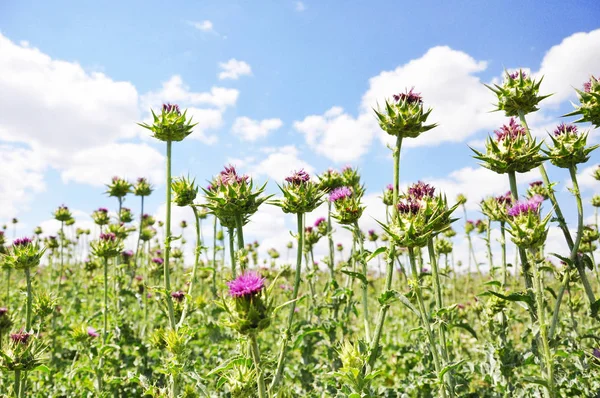 Silybum marianum (Milk Thistle) — Stockfoto