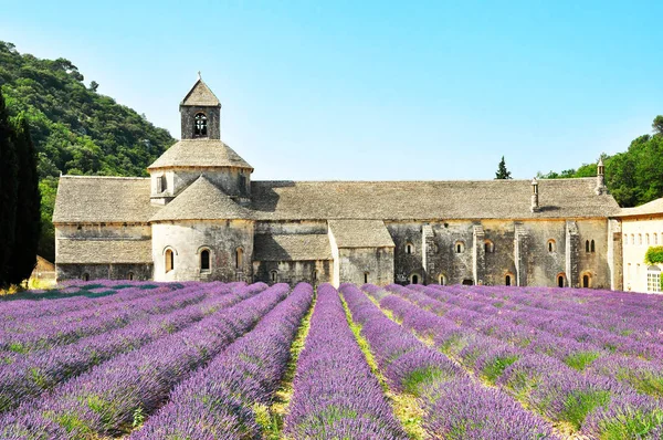 Abbaye de senanque mit Lavendelfeld — Stockfoto