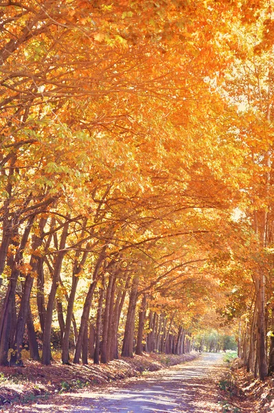 Bosque con árboles de color naranja — Foto de Stock