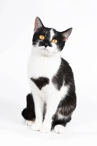 Genç kedi izole