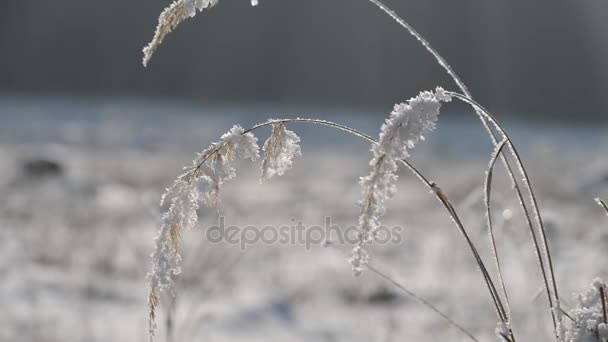 Soufflage d'herbe en hiver — Video