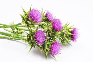süt thistle izole