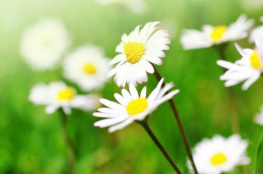 papatya çiçekleri yakın çekim