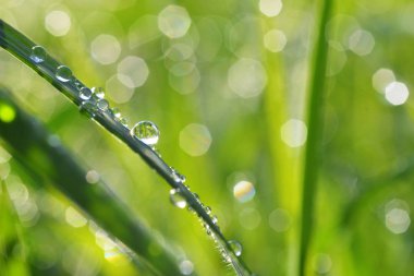 çimenlerin üzerinde çiylira turca