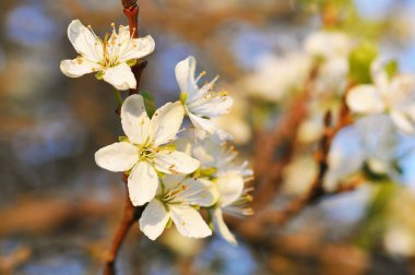 Güzel elma çiçeği