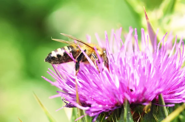 Бджола на Расторопша плямиста — стокове фото