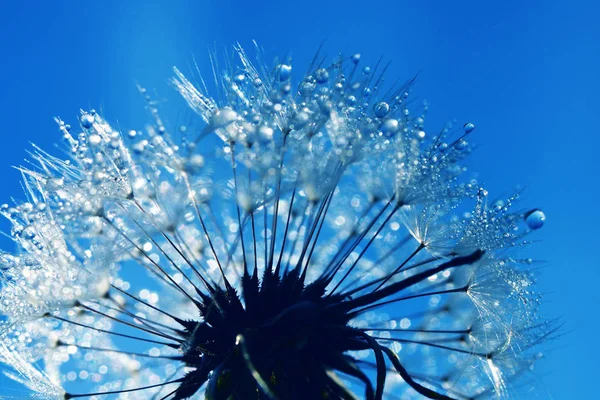 Dewy paardebloem afgezwakt om blauwe kleuren — Stockfoto