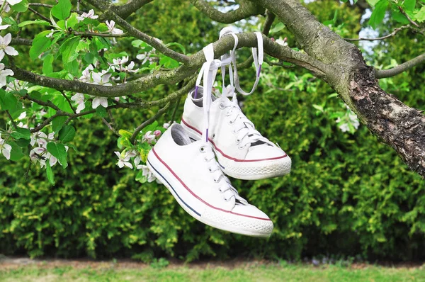 Canvas shoes hanging on a tree — Stock Photo, Image