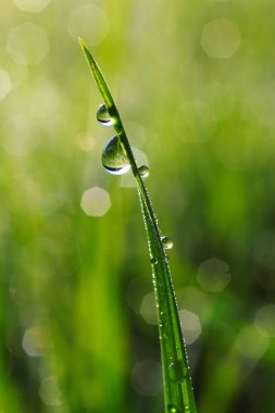 Çim bıçak üzerinde çiy