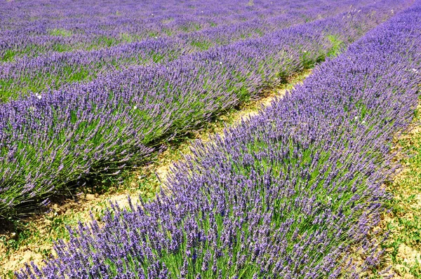 Lavendelfeld aus nächster Nähe — Stockfoto
