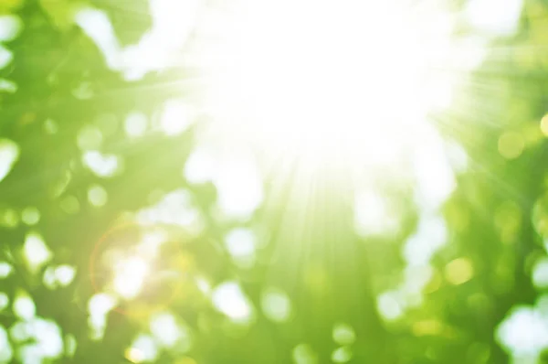 Natuurlijke groene bokeh — Stockfoto