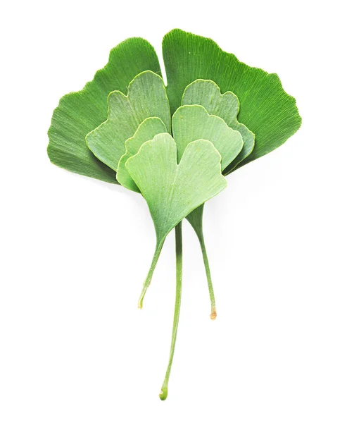 Ginkgo biloba aislado —  Fotos de Stock