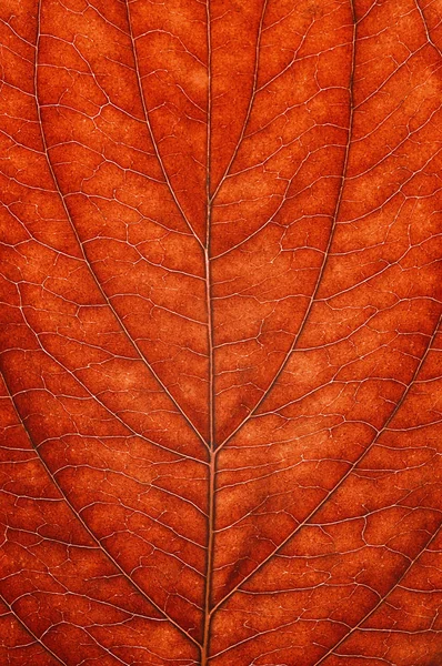 Outono folha colorida — Fotografia de Stock